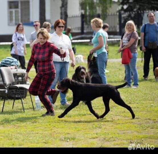 Услуги Хендлера