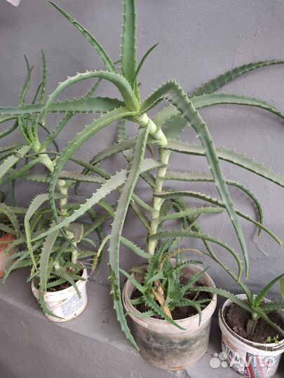 Комнатные цветы