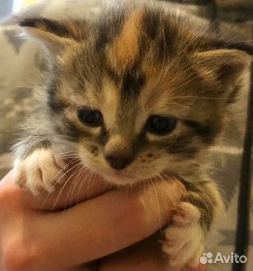 Отдам в добрые руки котят звоните через 2 месяца