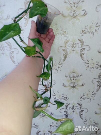 Филодендрон кампоспортонианум