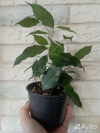 Фикус бенджамина
