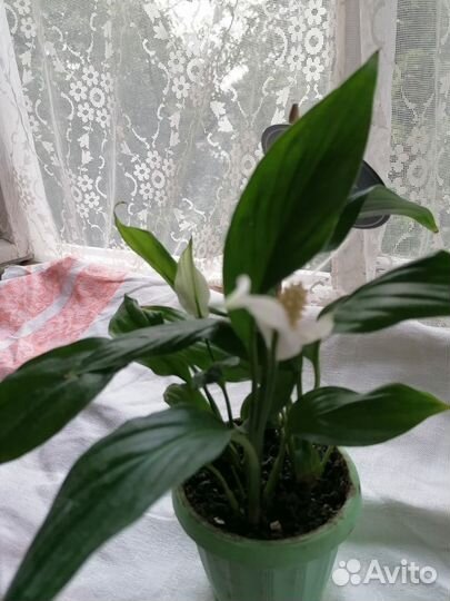 Продам комнатные цветы