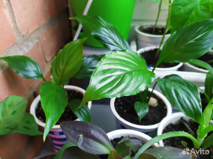 Комнатные растения цветы