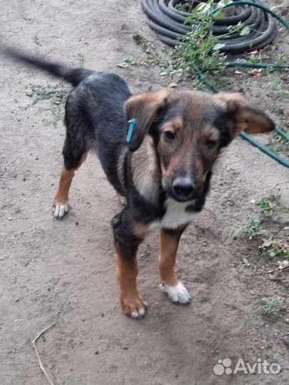 Щенок в добрые руки