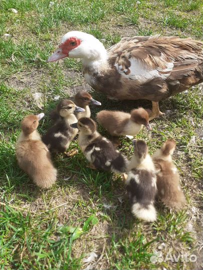 Мускусные утки