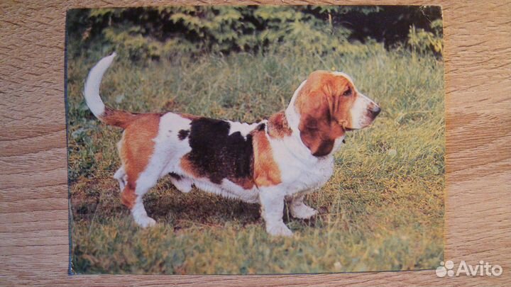 Фотооткрытка 