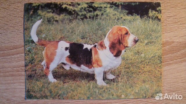 Фотооткрытка 