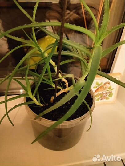 Алоэ лечебный