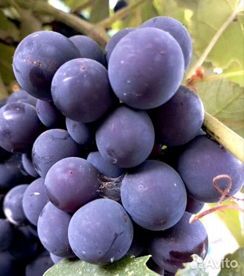 Виноград Изабелла