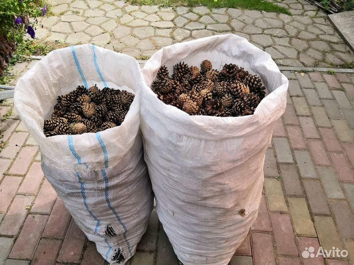 Шишки сосновые