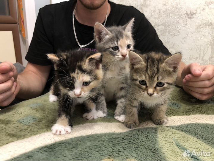 Котята в добрые руки