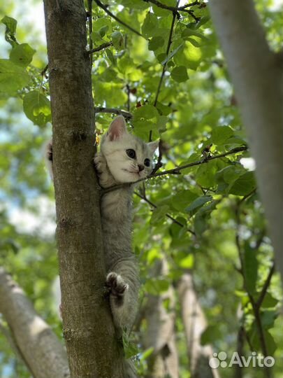 Шотланский котенок