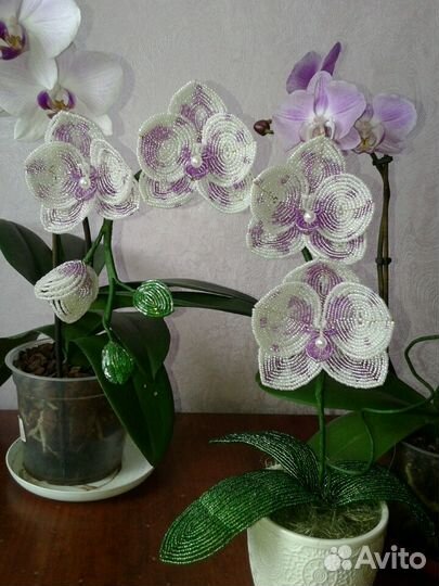 Орхидея фаленопсис
