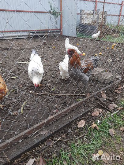 Молодой петух