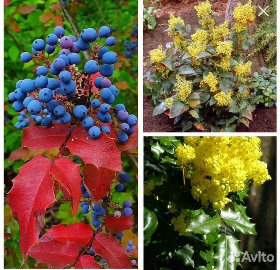 Магония падуболистная