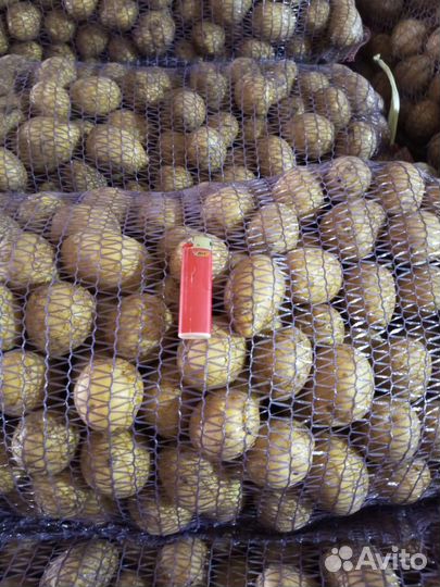 Продам картофель