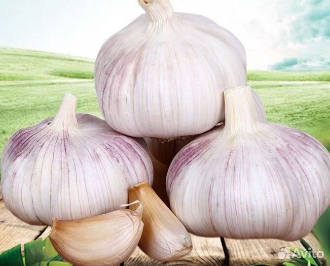 Чеснок озимый Антошка для посадки