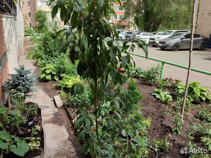 Продам саженец Персика