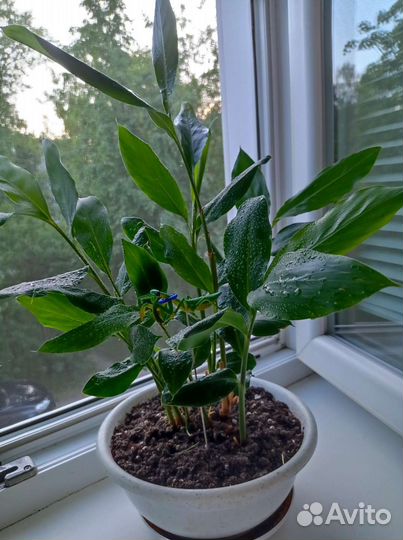 Кардамон настоящий