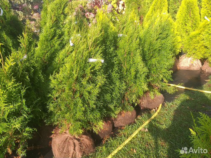 Туя смарагд