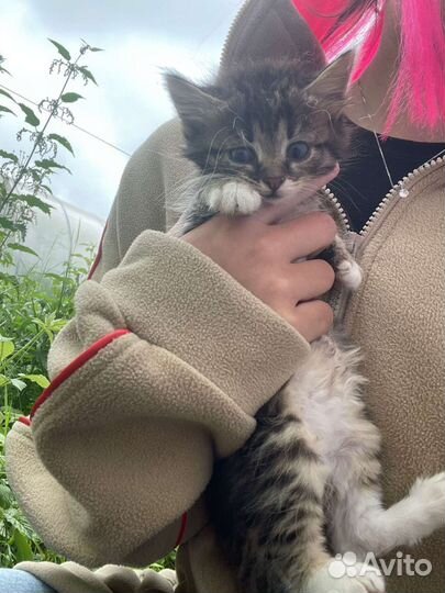 Сероглазый тигр с наследством ищет дом:)