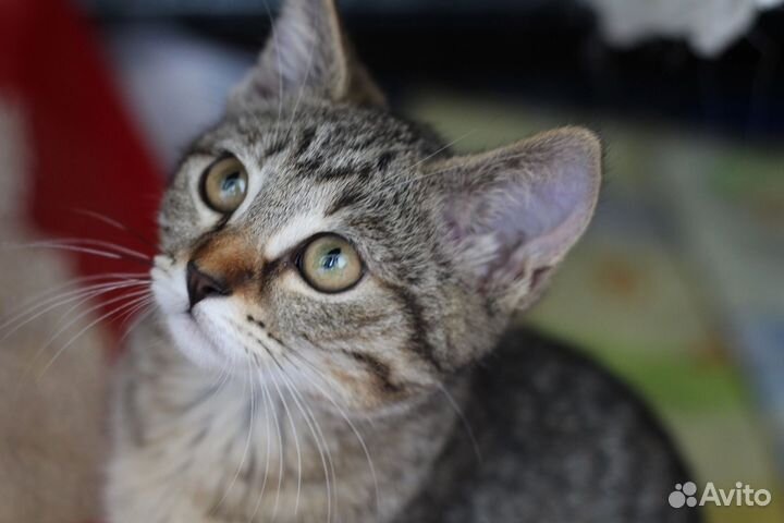 Котенок Ириска