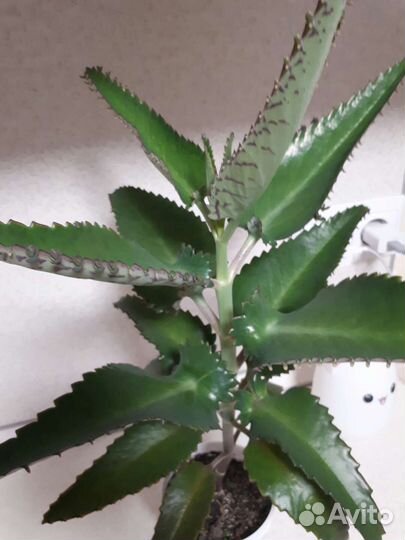 Каланхоэ лечебное