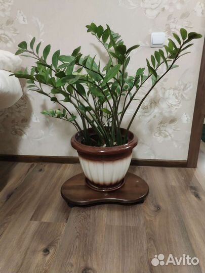 Замиокулькас