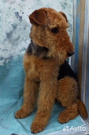 Собака для фотосессии