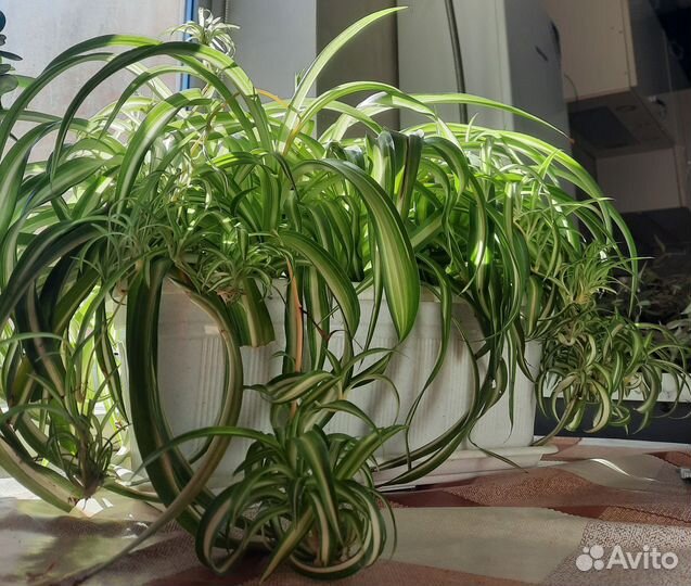 Цветы(хлорофитум)