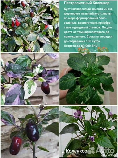 Декоративный острый перец