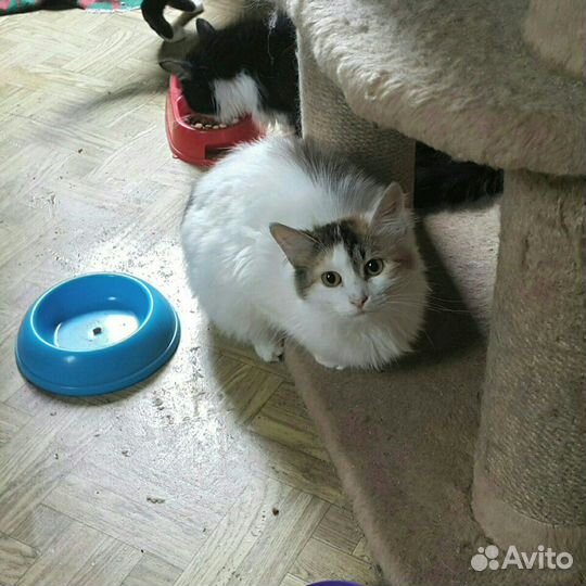 Закрывается приют. Кошку некуда деть