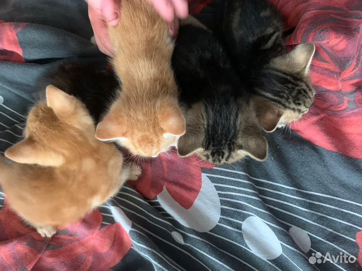 Котята в добрые руки