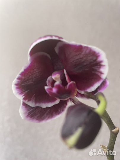 Орхидея сортовая Phal Ever Prince Star 