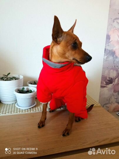 Одежда зимняя, тёплая для собак