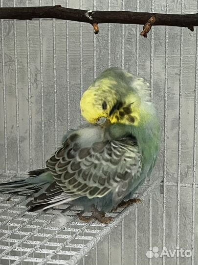 Волнистый попугай ввп чех