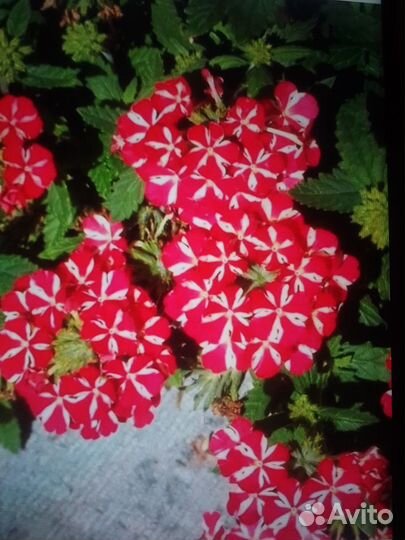 Вербена вегетативная ампельная