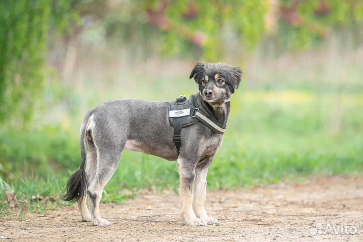 Собака в добрые руки метис