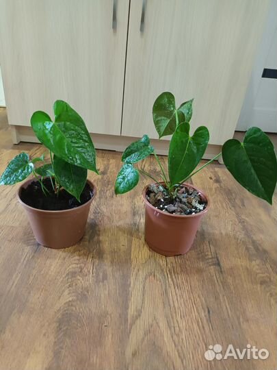 Антуриумы красный и Антуриум Андре Ковалли Перпл