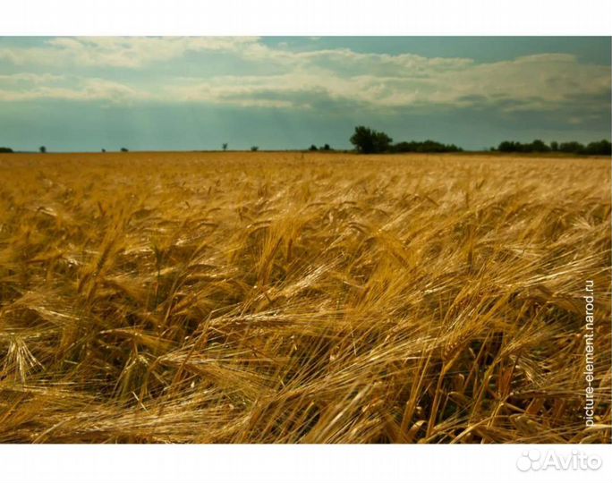 Рожь озимая