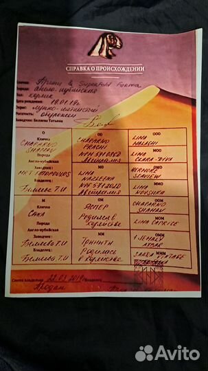 Англо нубийский козел