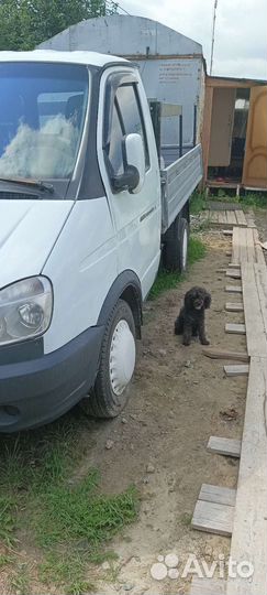 Грузоперевозки газель открытая бортовая 3м