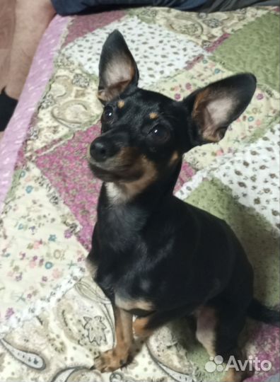 Вязка собак той терьеров