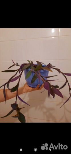 Сеткреазия