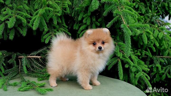 Девочка 3 месяца