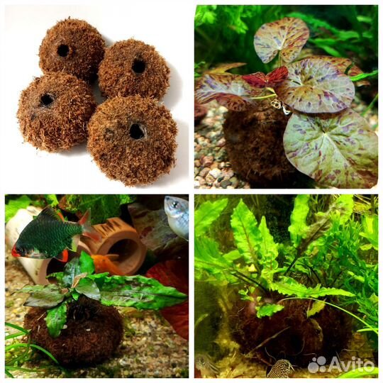 Аквариумные растения, вабикусы