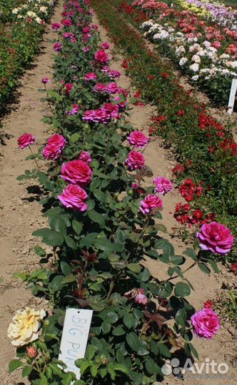 Роза чайно-гибридная Биг Перпл/Big Purple