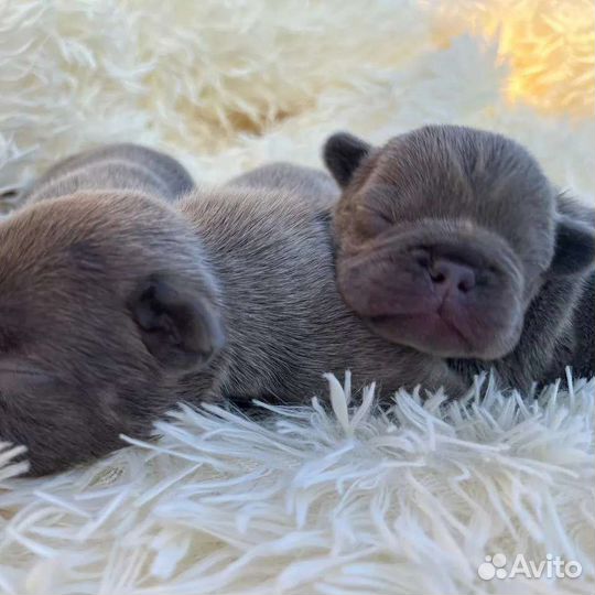 Французские бульдоги цветные мальчики