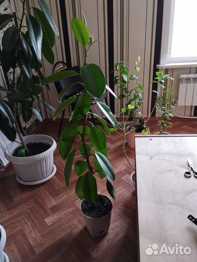 Цветы фикус