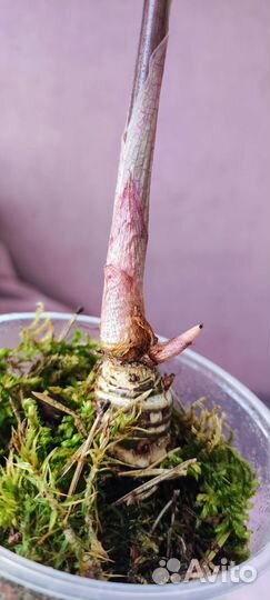 Алоказия Полли